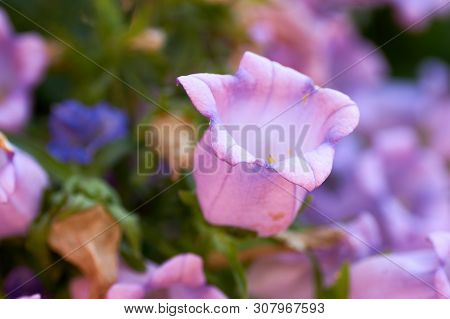Cobaea Scandens In A Garden, Monastery Bells, Cathedral Bells, Cup-and-saucer Wine