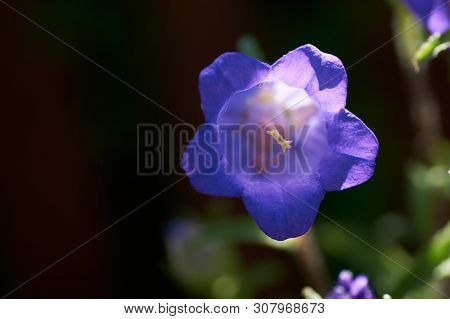 Cobaea Scandens In A Garden, Monastery Bells, Cathedral Bells, Cup-and-saucer Wine