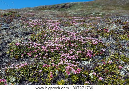 Petote Pink Wildflowers On A Mountain Top Tundra In Nome Alaska.