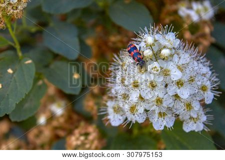 Shrub Spiraea Chamaedryfolia 'ulmen-spierstrauch' With Fresh Green Foliage And White Umbels In Sprin