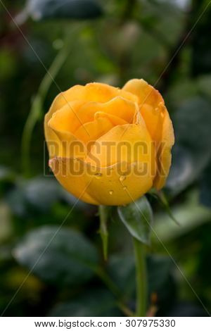 A Very Beautiful Yellow Rose With Splashes Of Water After A Rainy Day. Nature Is So Wonderful! Photo