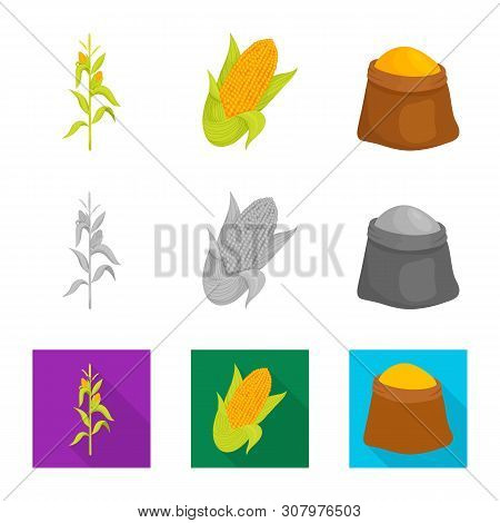 Vector Illustration Of Cornfield And Vegetable Logo. Collection Of Cornfield And Vegetarian Stock Ve