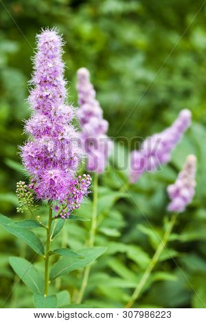 Closeup Of Flowering Willow-herb (spiraea Salicifolia) In The Garden