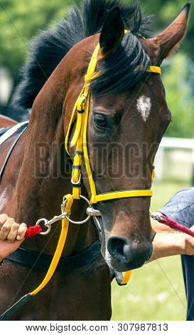 Portrait Of A Akhal-teke Horse Before Horse Race.