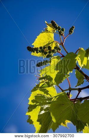 Young Grape Vine With Small Green Grapes On Blue Sky Background