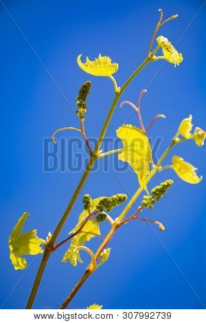Young Grape Vine With Small Green Grapes On Blue Sky Background