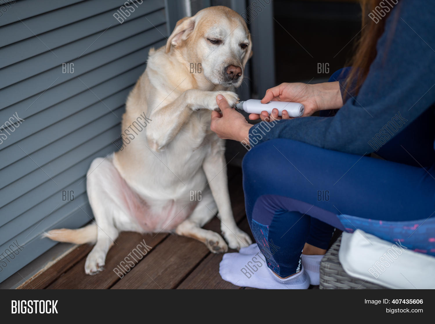 Clipping Dog's Nails Image & Photo (Free Trial) Bigstock