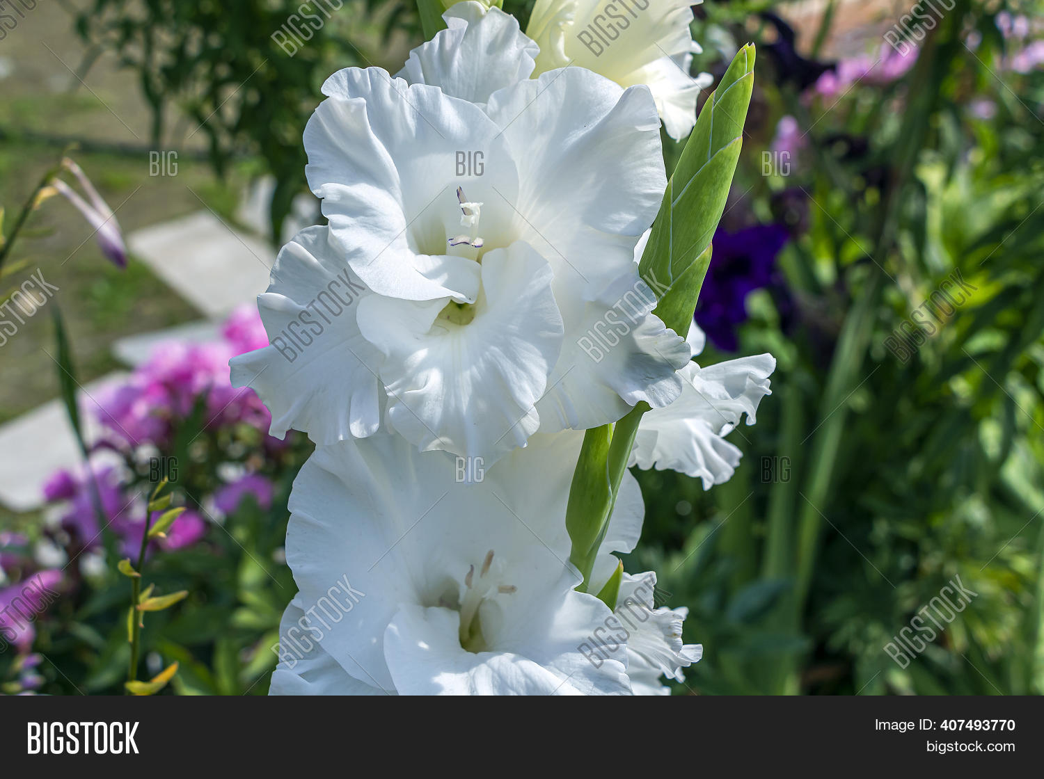 gladiolus-genus-image-photo-free-trial-bigstock