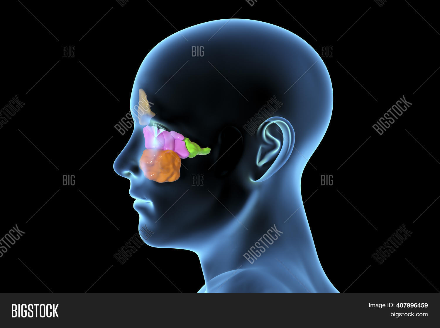 Anatomy Paranasal Image Photo Free Trial Bigstock
