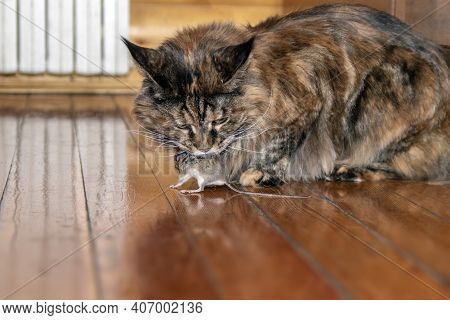 Cat Caught The Mouse. Cat Holds Mouse In Its Teeth