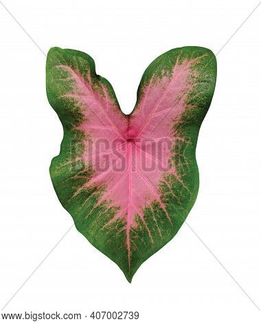 Keladi Pink Pelangi Or Caladium Bicolor Leaf, Isolated On White Background, Red Color Houseplant