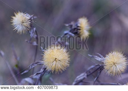 Dried Autumn Meadow Flower On A Background Of Dry Grass. Plants' Seeds. Spring Season. Dry Field. Wi
