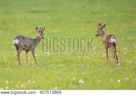 Two Roe Deer Bucks Standing On A Meadow And Looking On Each Other In Spring