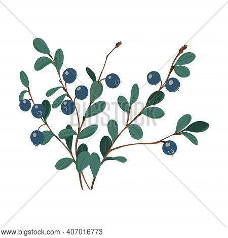 Fresh Bright Exotic Blueberry Branch Isolated On White Background. Summer Fruits For Healthy Lifesty