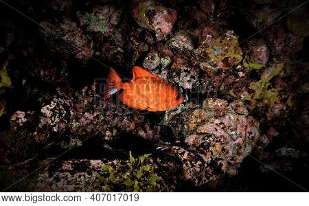 Underwater Photo Of A Soldier Fish Inside A Cave. From A Scuba Off The Coast Of The Island Tenerife 