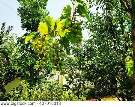 Green, Unripe, Young Wine Grapes In Vineyard, Early Summer In Vineyard.