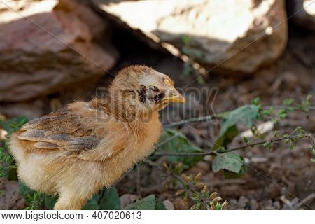 Chicken With A Sticktight Flea Infestation