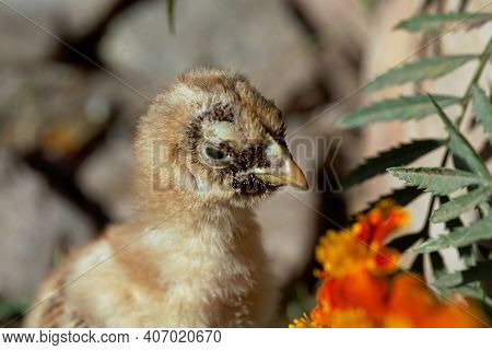 Chicken With A Sticktight Flea Infestation