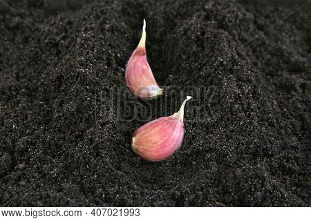 Two Cloves Of Young Garlic Are Buried In A Hole In The Ground.the Concept Of Agriculture.natural, He