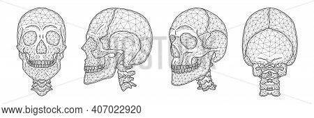 Polygonal Vector Illustration Of A Human Skull Front, Side, And Back View. A Set Of Anatomical Model