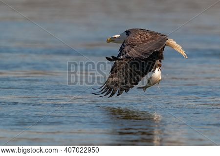 American Bald Eagle Swooping Down To Grab A Fish In Conowingo Dam