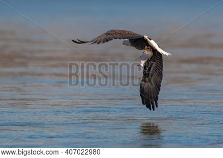 American Bald Eagle Swooping Down To Grab A Fish In Conowingo Dam