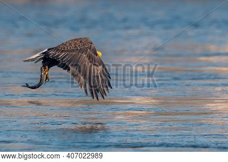 American Bald Eagle Swooping Down To Grab A Fish In Conowingo Dam