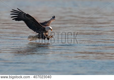 American Bald Eagle Swooping Down To Grab A Fish In Conowingo Dam