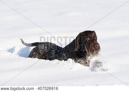 A Large Hunting Dog Lies In Deep Snow After A Long Run. German Wirehaired Pointer The Perfect Dog Fo