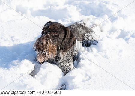 A Large Hunting Dog Lies In Deep Snow After A Long Run. German Wirehaired Pointer The Perfect Dog Fo