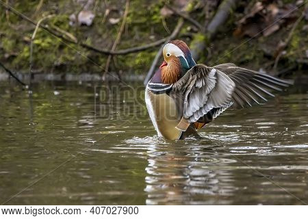 A Beautiful Male Mandarin Duck Posing In A Little Pond Called Jacobiweiher Not Far Away From Frankfu
