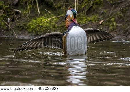 A Beautiful Male Mandarin Duck Posing In A Little Pond Called Jacobiweiher Not Far Away From Frankfu