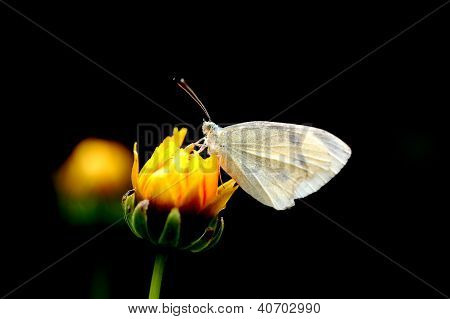 hvid butterfly