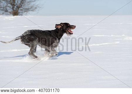 The Dog Pursues The Alleged Prey, Giving Long Leaps Over The Snow Scales. German Wirehaired Pointer 