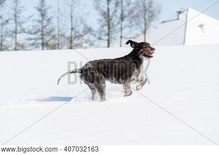 The Dog Pursues The Alleged Prey, Giving Long Leaps Over The Snow Scales. German Wirehaired Pointer 