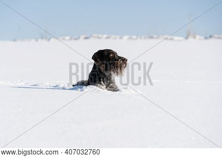The Dog Has Hidden In Deep Snow And Waits For Its Prey To Attack. German Wirehaired Pointer The Perf