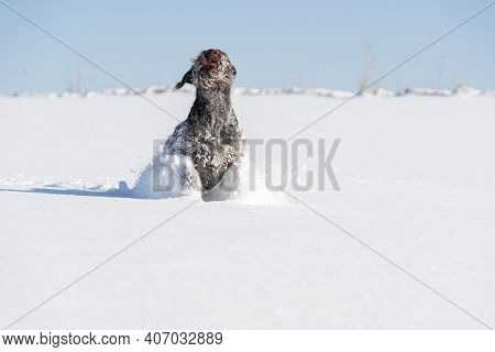 At The Command Given, The Dog Runs Jumping On Deep Snow. German Wirehaired Pointer The Perfect Dog F
