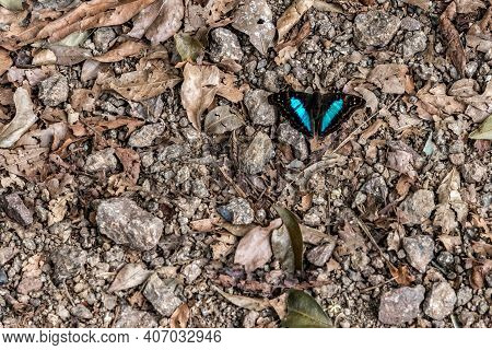 Blue And Black Butterfly With Rocks And Dry Leaves