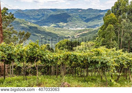 Valley With Forest, Village And Vineyard, Picada Cafe, Rio Grande Do Sul, Brazil