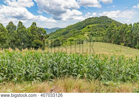 Dirty Road With Farm Field And Forest Around