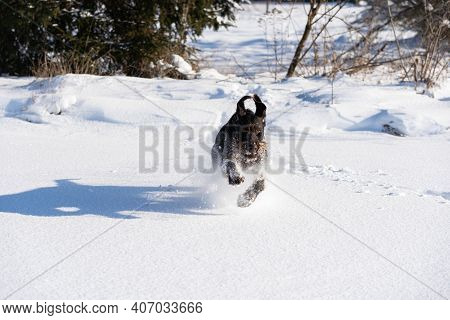 At The Command Given, The Dog Runs Jumping On Deep Snow. German Wirehaired Pointer The Perfect Dog F