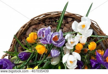Basket With Spring Flowers Isolated On White Background. Top View.
