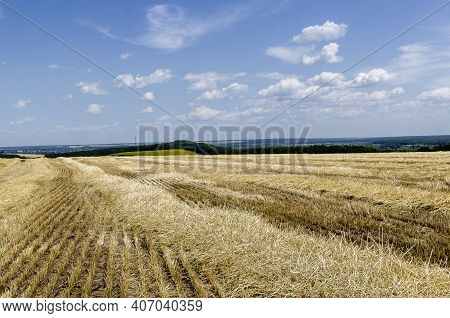 Harvested Golden Wheat Field From Stubble Wheat Mows Stubble Rows Extending Beyond The Horizon With 