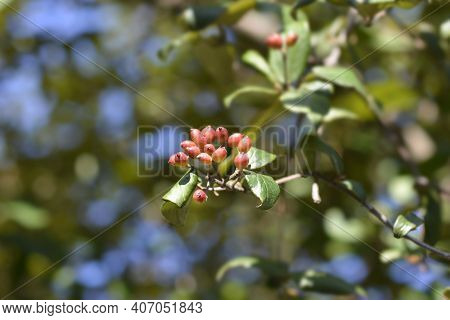 Korean Spice Viburnum Red Berries - Latin Name - Viburnum Carlesii