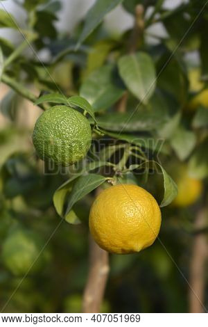 Rangpur Lime Unripe Fruit - Latin Name - Citrus X Limonia