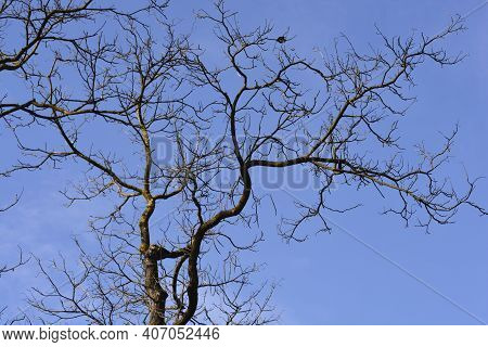 Common Catalpa Bare Branches Against Blue Sky - Latin Name - Catalpa Bignonioides