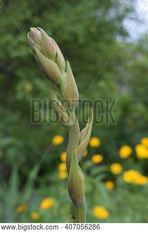 Beautiful Background With Buds Of Yucca Before Blooming. Close Up Shot. Yucca Plant (yucca Filamento