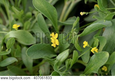 Flower Of A Caterpillar Pant, Scorpiurus Muricatus