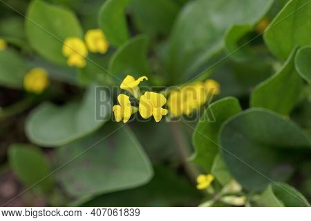Flower Of A Caterpillar Pant, Scorpiurus Muricatus