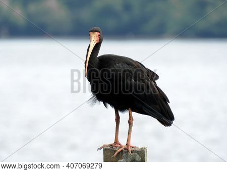 Tapicuru (phimosus Infuscatus) Resting On The Trunk Of A Mangrove Tree After A Good Meal With Its Lo
